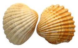 SEA SHELLS Gemstone healing properties